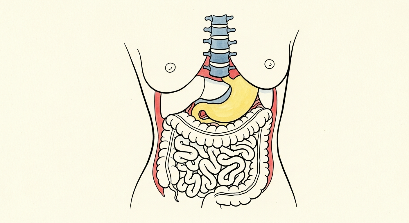 The Hidden Symptoms of Scoliosis: Fatigue, Digestion, and What Your Spine Is Not Telling You
