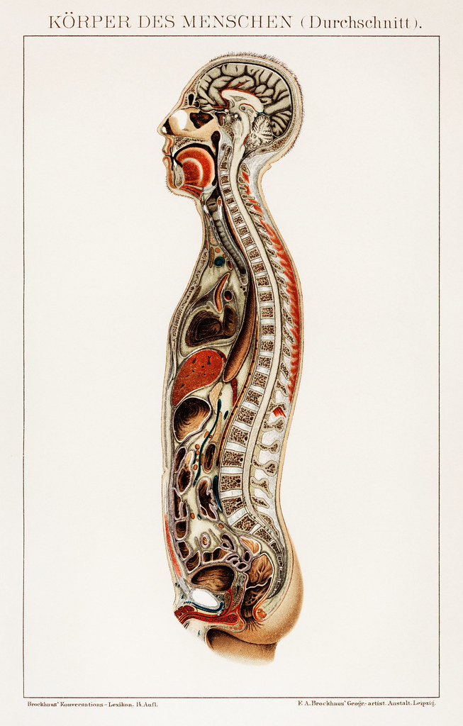 Metaphorical: The Human Hydraulic System