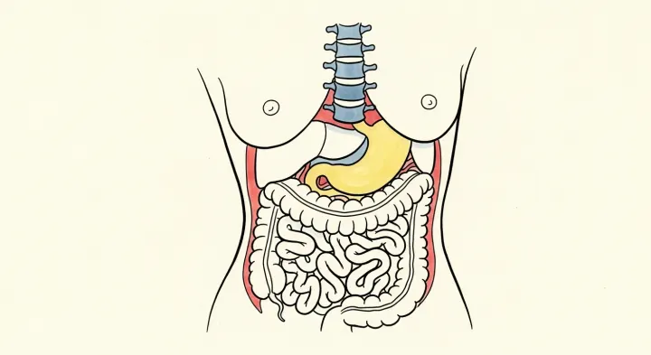 The Hidden Symptoms of Scoliosis: Fatigue, Digestion, and What Your Spine Is Not Telling You