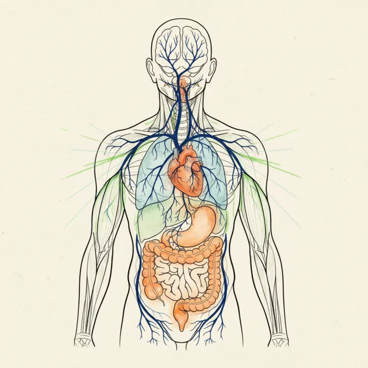 The Vagus Nerve and Posture: How Your Body Reads Safety Through Shape