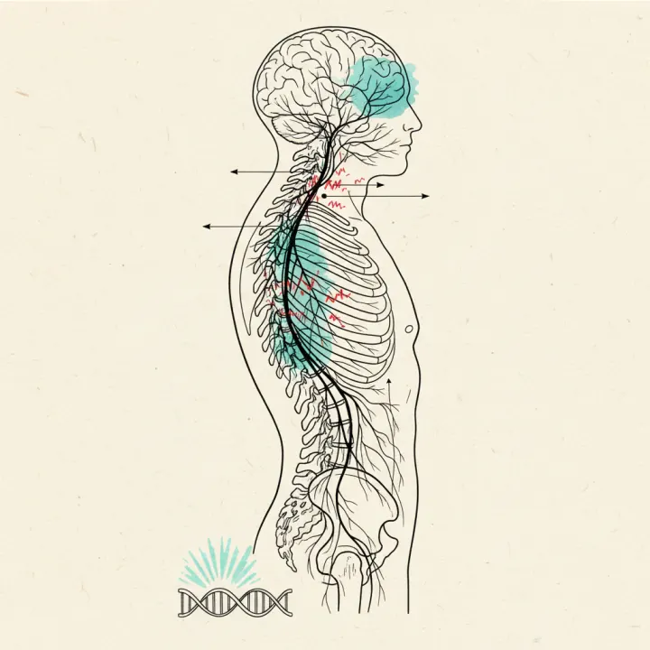 The Scoliosis Gene That Proves It's a Nervous System Problem