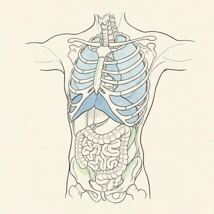 The Collapse That Fixes Your Posture: Why Your Diaphragm Needs You to Stop Holding
